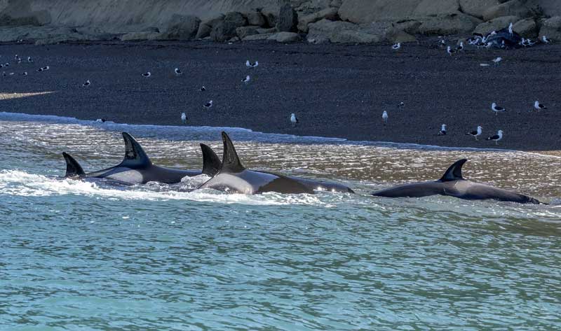 Amura,AmuraWorld,AmuraYachts, Hasta en la orilla del mar, las orcas buscan atrapar a los leones marinos.
