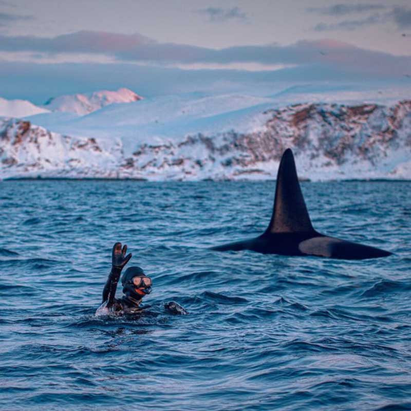 Amura,AmuraWorld,AmuraYachts, Get up close with orcas.
