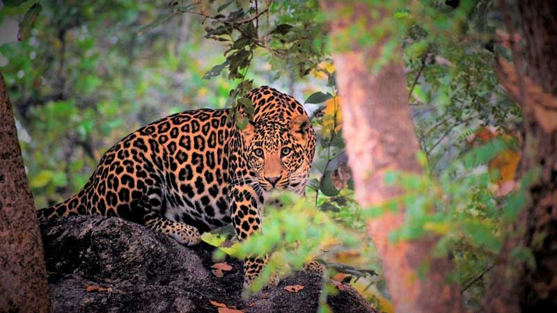 Amura,AmuraWorld,AmuraYachts, Admira a los leopardos en el Parque Nacional Satpura.