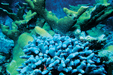 Fascinante mundo marino - Araceli Cano