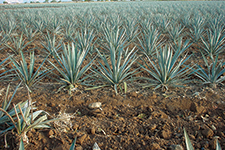 Tequila - Georgina Estrada, sommelier del restaurante Le Cirque, Ciudad de México