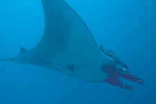 A close Encounter with Giant Mantas - Óscar S. Frey