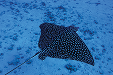 The wonders of the Mexican Caribbean - Alberto Friscione Carrascosa