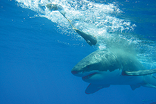 Isla Guadalupe, territorio del tiburón blanco - Rodrigo Friscione / Anuar Heberlein / Armando Gasse / Rafa Nachón