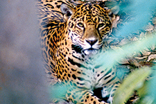 El jaguar, joya moteada - Eduardo Lugo