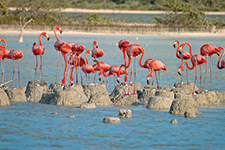 Los flamencos del Cuyo - Alberto Friscione Carrascosa