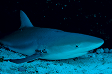 Sleeping sharks in theMexican Caribbean - Alberto Friscione Carrascosa