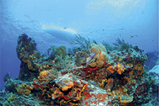 Isla de Cozumel, paraíso del buceo - Alberto Friscione Carrascosa