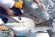 A Marlin of 3.65 meters - Rafael Luna Grajeda