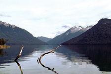 Bosque sumergido en la Patagonia - Amura