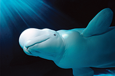 Ballena Beluga - Russian Academy of Science through the Whale Program