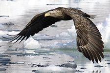 Sea Eagle (White-tailed eagle) - Alonso Bejarano