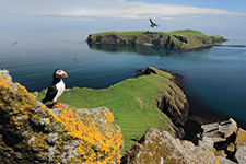 Common Puffin (Fratercula Arctica) - Alonso Bejarano