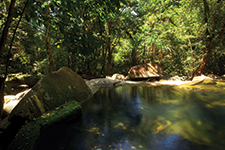 Selva de Daintree, Australia - AMURA