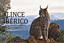 Lince Ibérico - Gerardo López