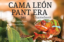 Panther chameleon - Alicia Gutiérrez