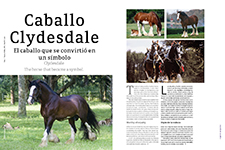 Caballo Clydesdale - Amelia Watson