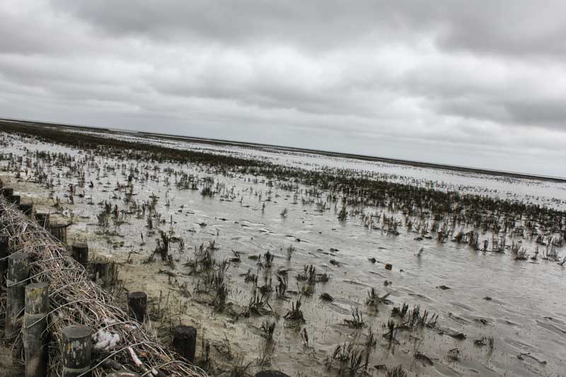 Fango del Mar de Wadden donde se practica el Wadlopen (caminata entre mareas). 