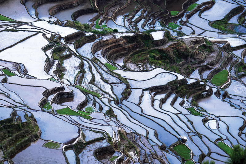 Terrazas de arroz en las montañas de Ifugao en Banaue, un Patrimonio de la Humanidad reconocido por la UNESCO que está próximo a Manila, Filipinas.
