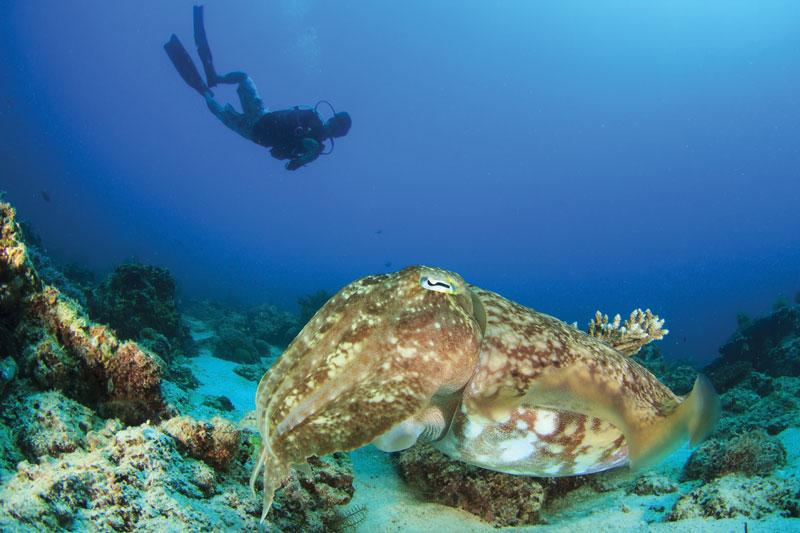 Buceo en Filipinas, una de las actividades más recomendables en este destino. 