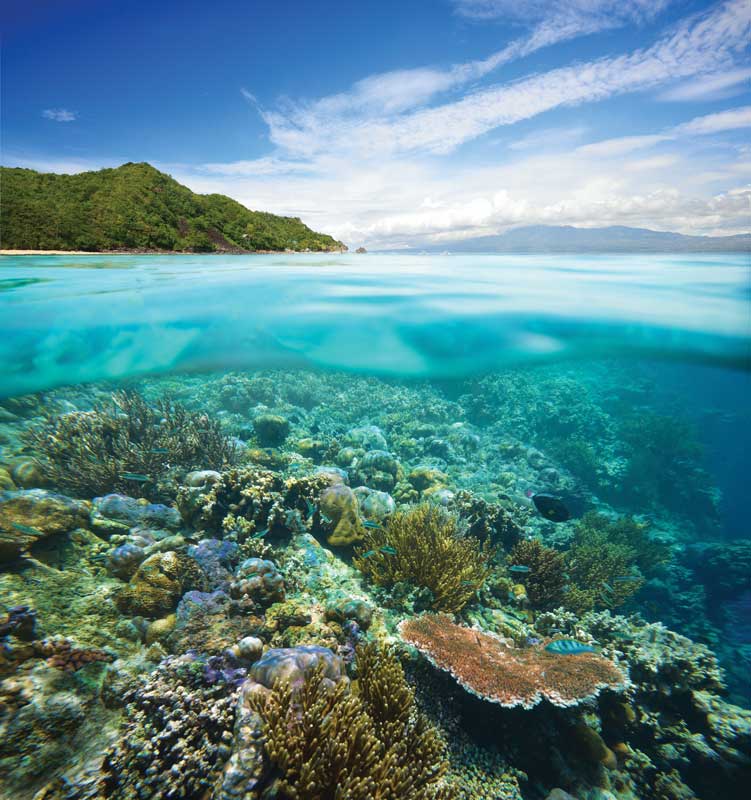 Not only large species are spectacular, the reefs hide great little elements of rousing beauty and is worth caring for and appreciate closely with responsibly. 