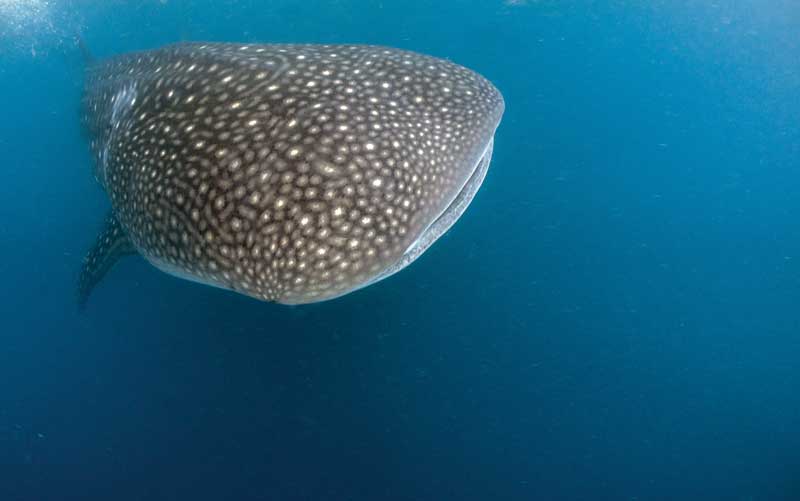 The whale shark.