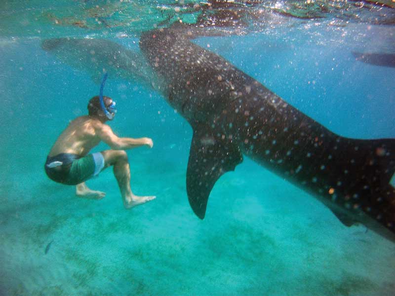 Hay maravillosos encuentros durante un buceo responsable.
