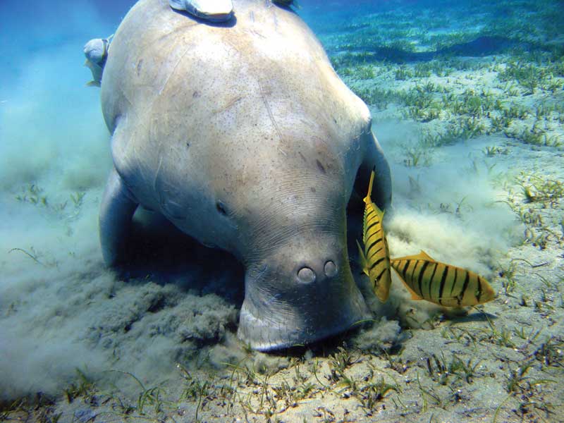 Diving with dundongos. 
