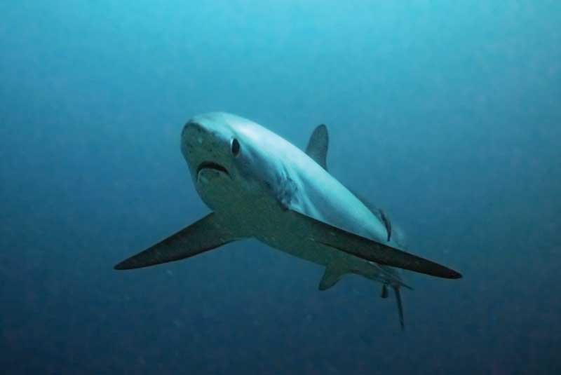 Thresher shark. 