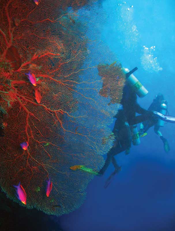 Buceo en Balicasag, en la isla de Bohol, una de las zonas más populares para esta actividad..