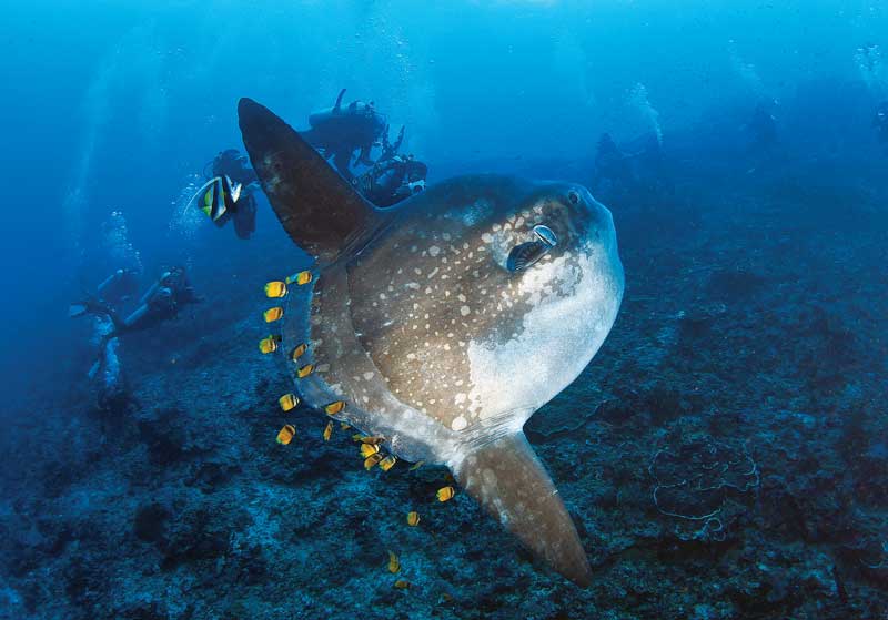 La cotidianidad submarina de Batangas es un vibrante espectáculo para los exploradores.
