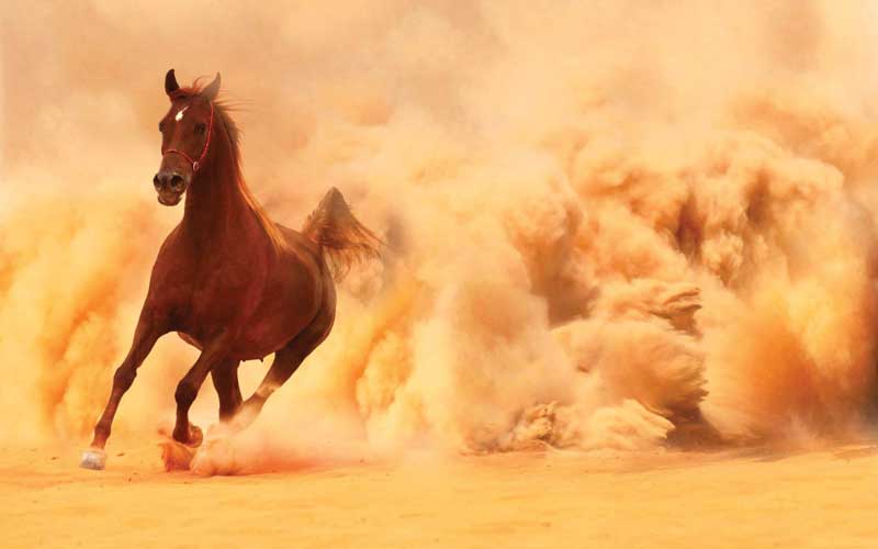 The Karabakh horse.