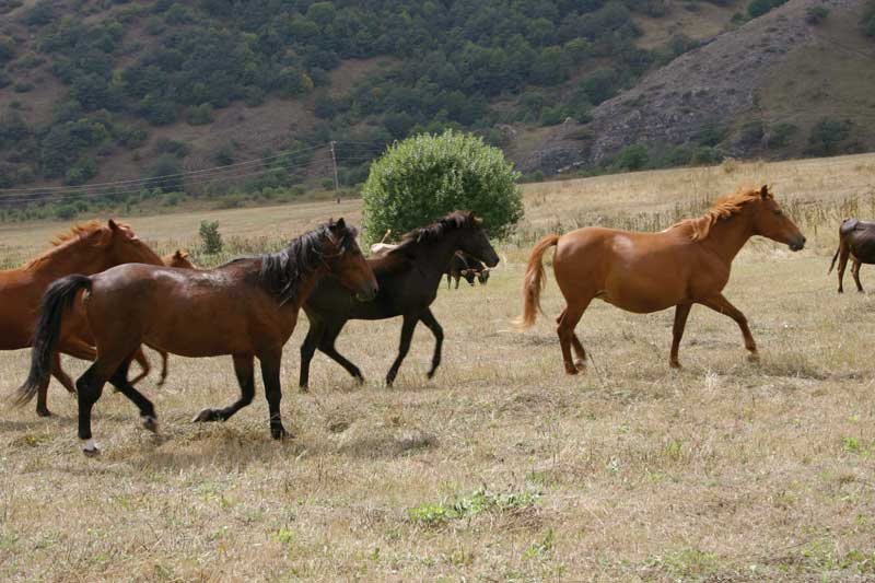 Programa de conservación del Caballo Karabaj. 