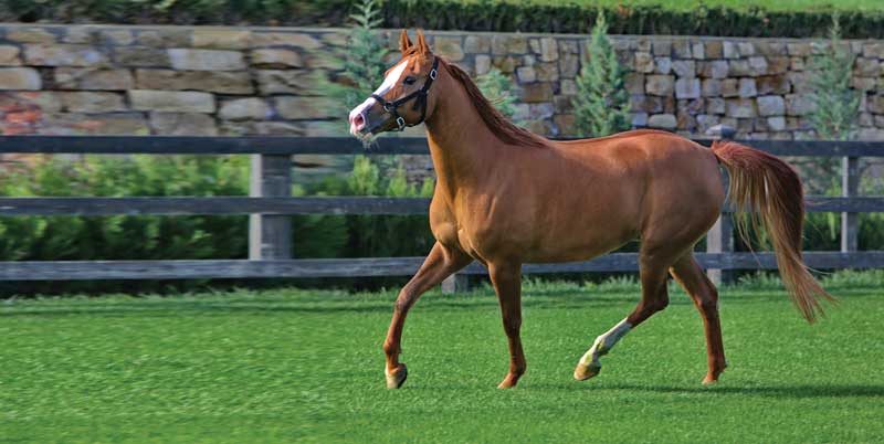 Karabakh horse galloping.