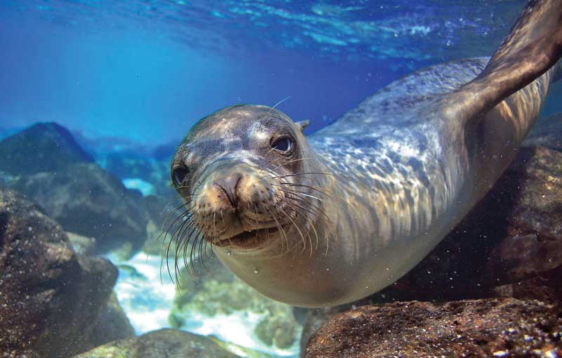 Foca Monje del Mediterráneo.
