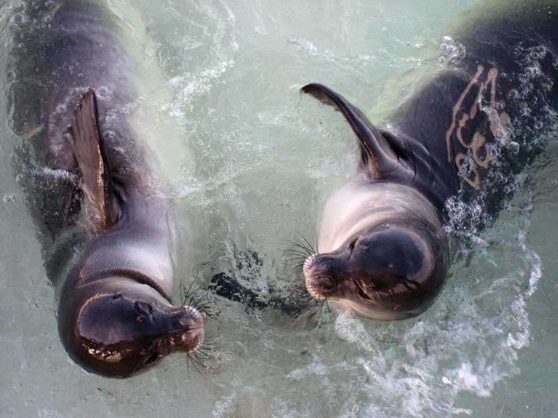 Mediterranean Monks Seal.
