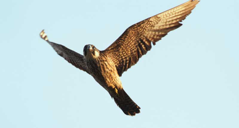 Eleonoras Falcon.