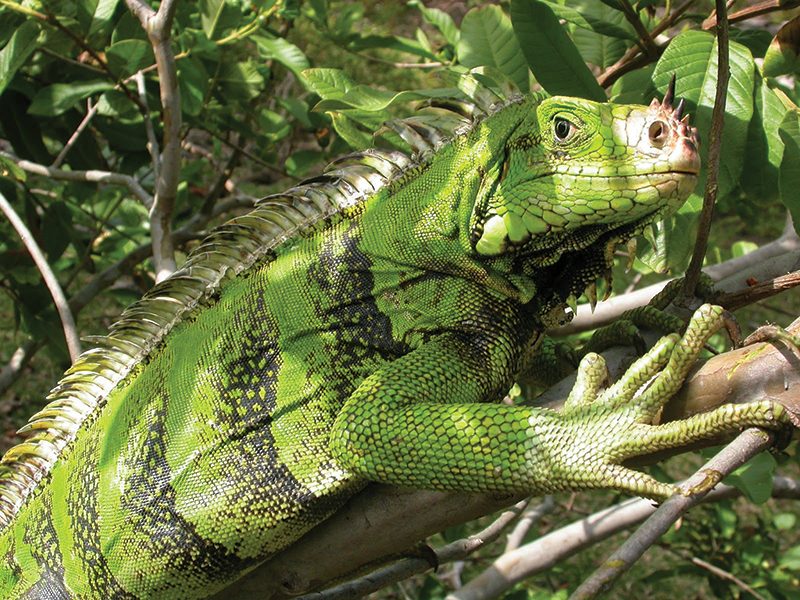 St. Lucia's Amerindian names are Ioüanalao and Hewanorra (where the iguana is found) 