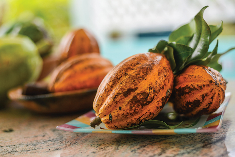 El cacao es uno de los principales productos de exportación de la Isla / Cocoa is one of the main export products of the Island
