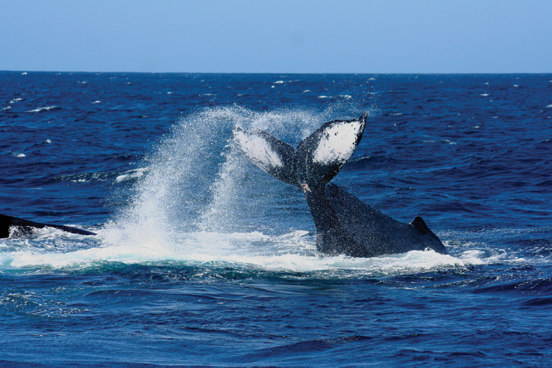 Observación de ballenas y tiburones ballena en Santa Lucía
