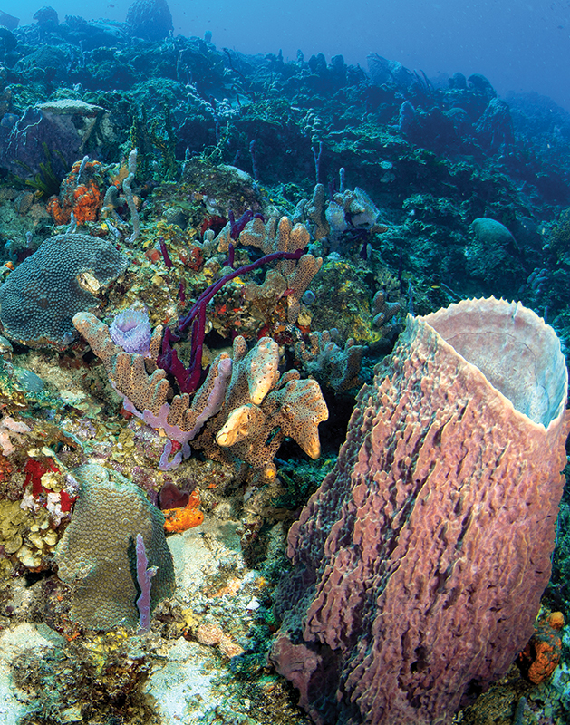 Coral reefs harbor abundant marine life 
