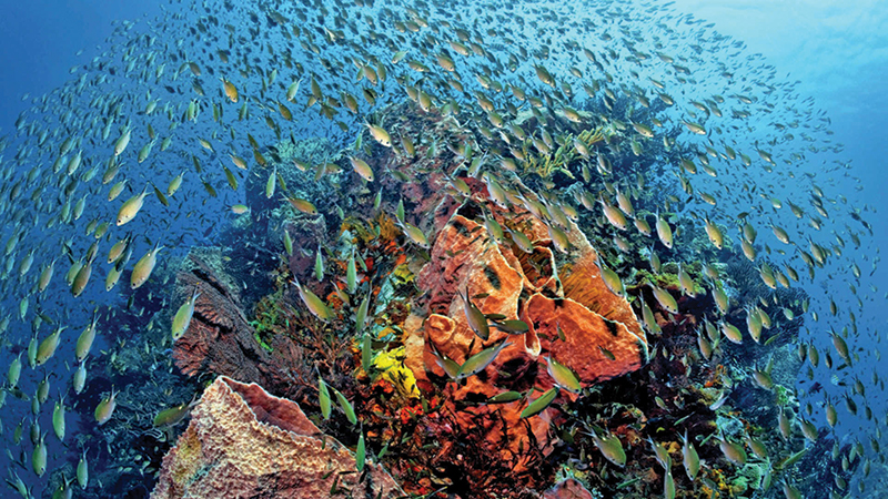 Coral reefs harbor abundant marine life 
