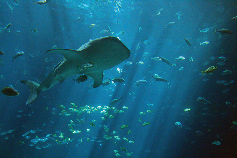 Whale and Shark Whale sightings in St. Lucia 
