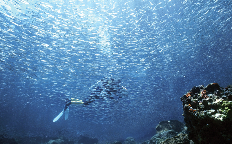 Dive experiences, thousands of hardhead silversides. 