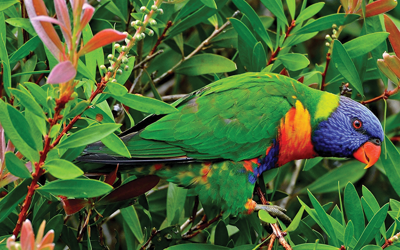  Amazona de Santa Lucía: su nombre científico es Amazona Versicolor