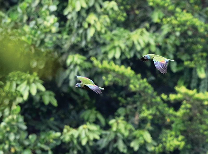 Birdwatching is a popular activity in Saint Lucia
