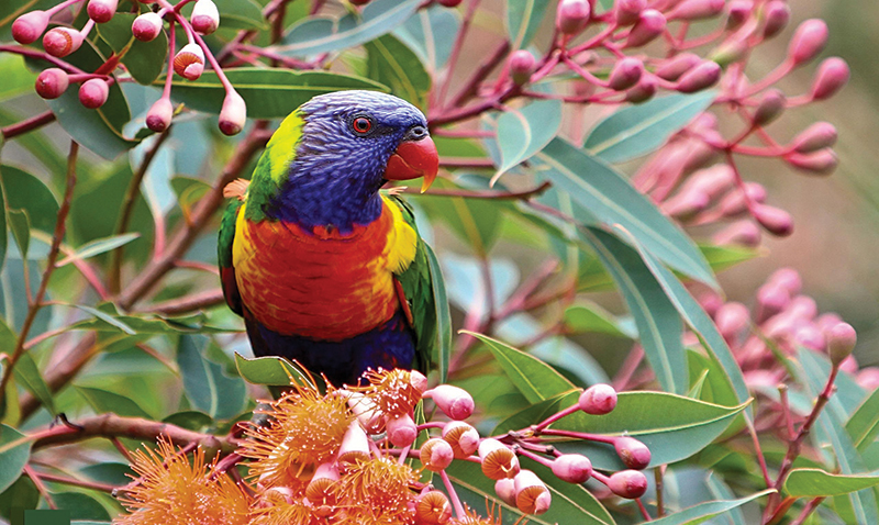 The amazon is part of the touristic appeal of the island
