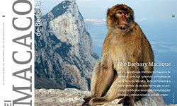 El macaco de Berbería  - Ashanti Rojano