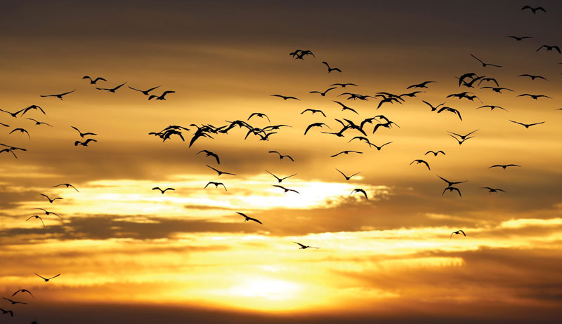 El estrecho de Gibraltar es uno de los lugares más importantes del mundo para la migración de las aves.
