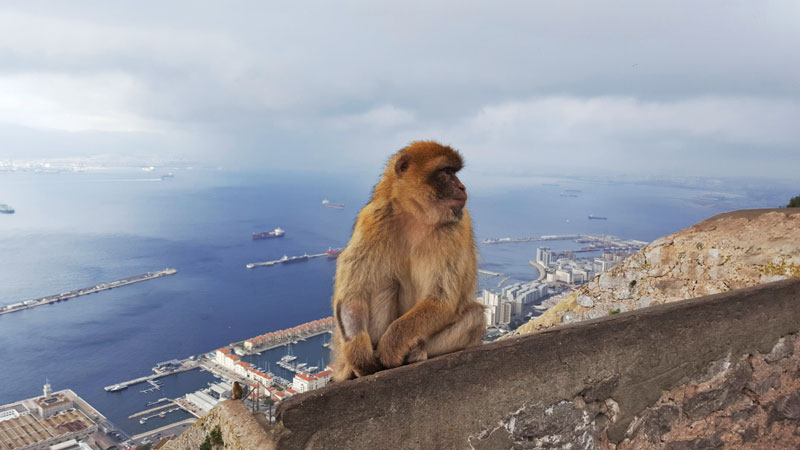 The Ape's Den is located halfway up to the summit of the Natural Reserve of the Rock of Gibraltar.